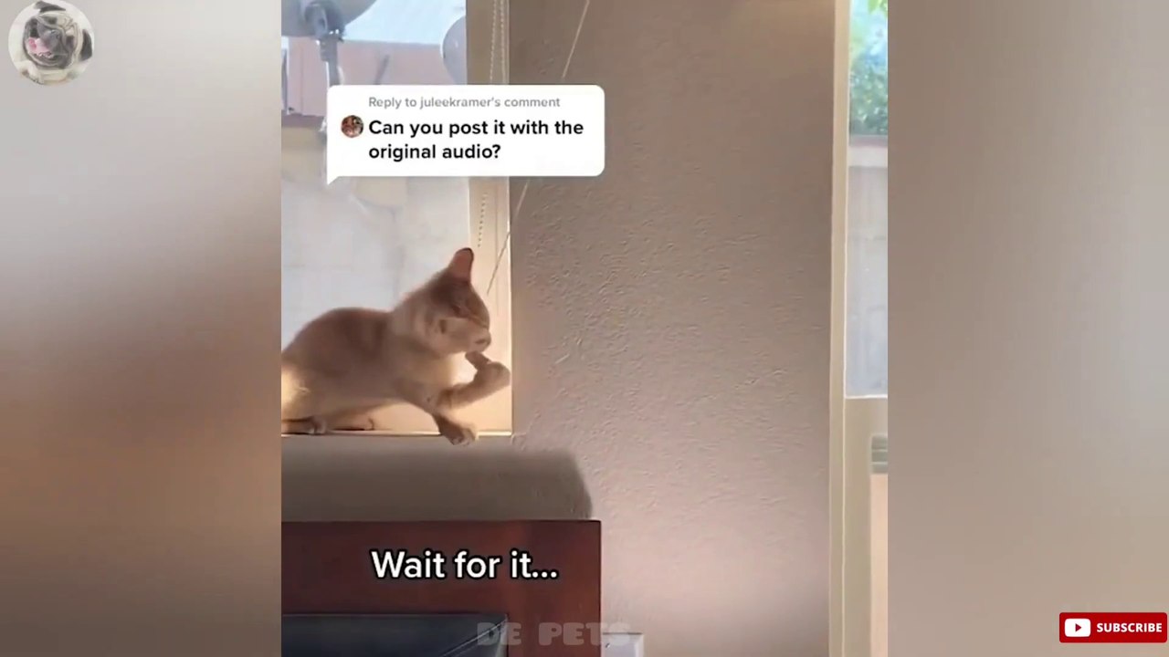 Aaaaaa Best funny animal videos 2022 funny Dogs and Cats video _1080p.mp4 (1)