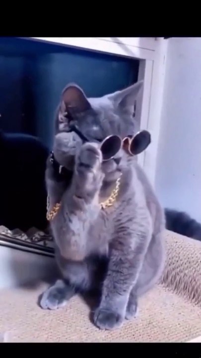 Cat funny video