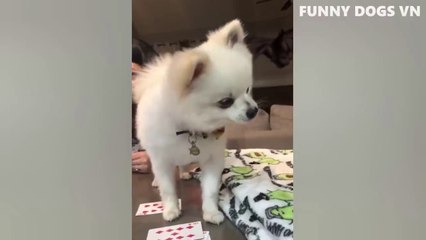 Funniest Animals Video - Funny Dogs And Cats - Try Not To Laugh Animals 2022