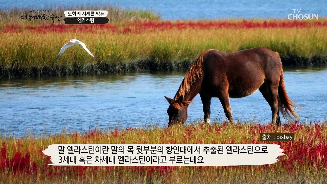『 말에서 추출한 엘라스틴 』 노화를 막아주는 특별한 비법 TV CHOSUN 2022...
