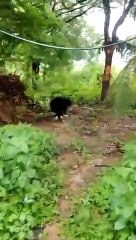 Video: कुत्ते ने बचाई जंगली भालू से मालिक की जान, सोशल मीडिया में वीडियो हो रहा वायरल