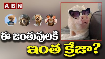 ఈ జంతువులకి ఇంత క్రేజా_ _ Pet Influencers _ ABN TECH TODAY