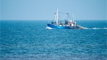 Riesenfund vor Küste Portugals: Forschende ziehen fleischfressenden Fisch an Land