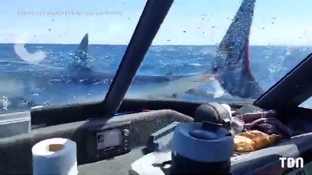 Nouvelle Zélande, un requin de 2 mètres arrive sur le pont d'un bateau de pêcheurs