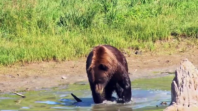 Polar Bear __ Description, Characteristics and Facts!_HD