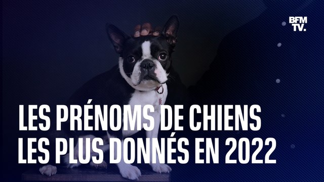 Quels sont les prénoms de chiens les plus donnés en 2022?