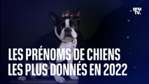 Quels sont les prénoms de chiens les plus donnés en 2022?