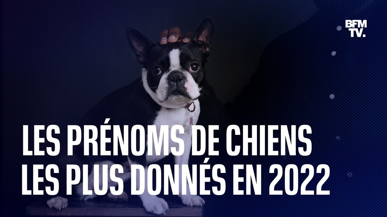 Quels sont les prénoms de chiens les plus donnés en 2022?