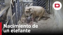 Así fue el nacimiento de un elefante africano en Valencia
