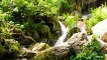 Soothing nature scenery and waterfall #forest #waterfall #naturelovers #naturesounds #mjsouvenir