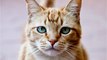 Do Cats Cry? Here is what their watery eyes really mean