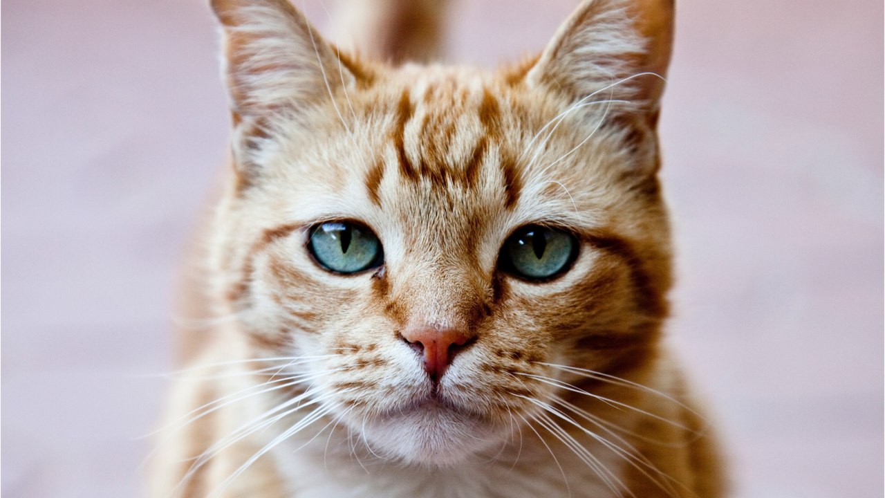 Do Cats Cry? Here is what their watery eyes really mean