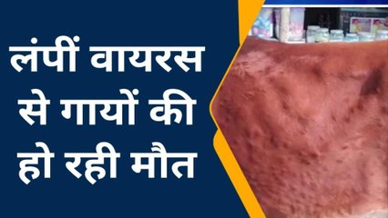 कन्नौज : लंपीं वायरस से गायों की हो रही मौत‚ डाक्टरों की लापरवाही से पशुपालकों में चिंता