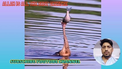 ANIMAL VIDEO II BIRDS VIDEO II BEAUTIFUL ANIMAL