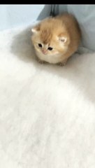 Cute Moment #funny #pet #cute #cat #catsoftiktok #fyp #viral