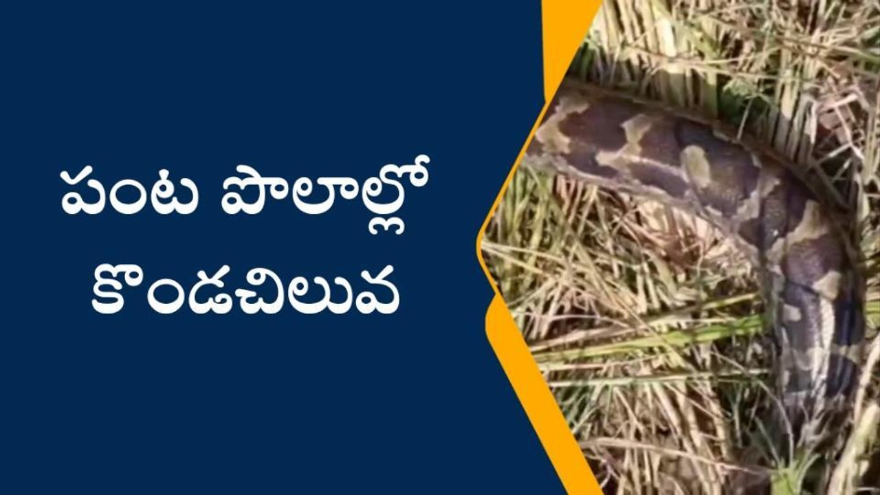 పంట పొలాల్లో కొండ చిలువ.. భయాందోళనలో రైతులు