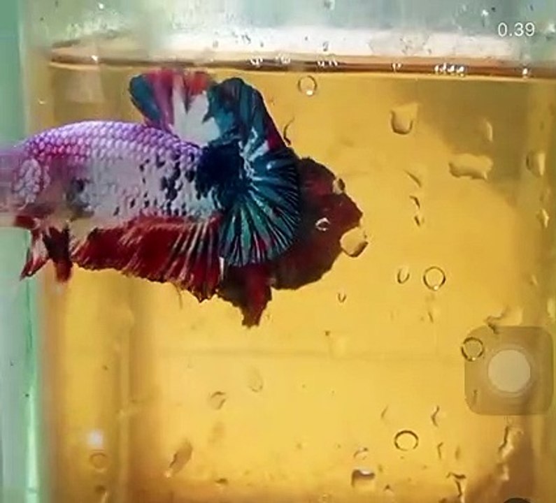 video ikan hias cupang warna warni