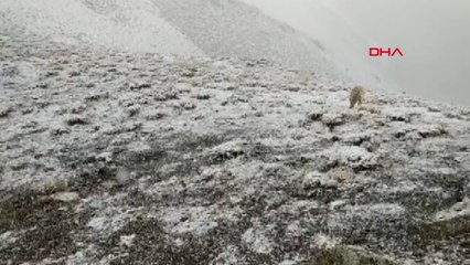 Yüksekova'nın yüksek kesimlerine kar yağdı