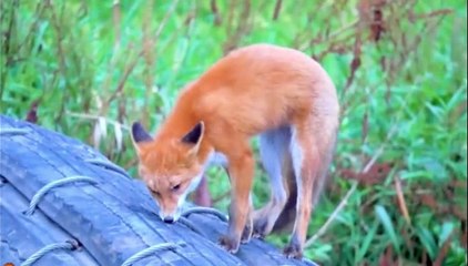 sound animals universe