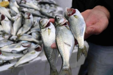 Fiyatı yarı yarıya düşen çinekopa ilgi büyük