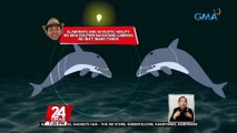 #KuyaKimAnoNa?: Putol putol na katawan ng dolphin, nakita ng ilang diver sa ilalim ng dagat sa San Juan, Batangas | 24 Oras