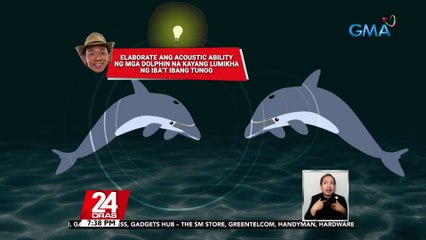 #KuyaKimAnoNa?: Putol putol na katawan ng dolphin, nakita ng ilang diver sa ilalim ng dagat sa San Juan, Batangas | 24 Oras