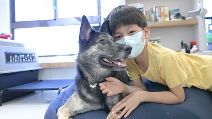 Glamor Photography Helps Taiwan's Stray Dogs Find a Home - TaiwanPlus News