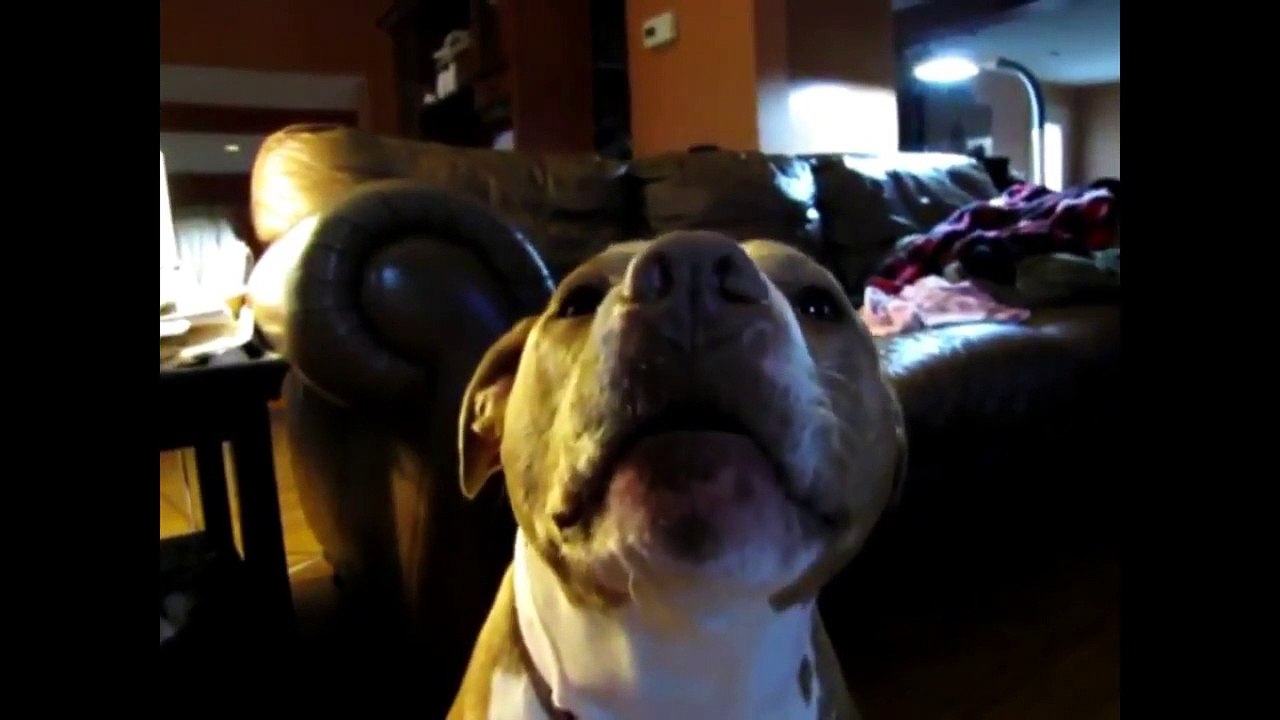 Funny dog talking about coronavirus