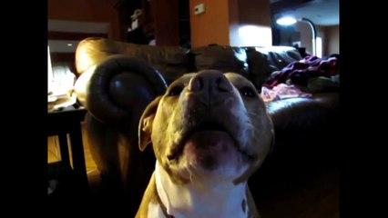 Funny dog talking about coronavirus