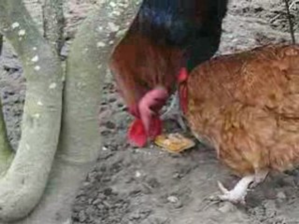 Espion poule 1
