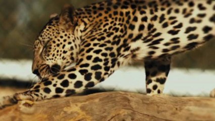 Anche Roma si unisce a Catwalk, evento saudita sulla biodiversità