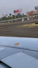 Pidgeon Surprised by Planes High Speeds