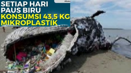 Setiap Hari Paus Biru Konsumsi 43,5 Kg Mikroplastik sungguh kejam manusia ya ?
