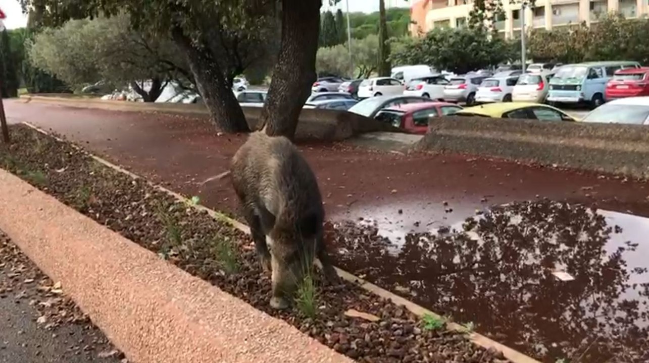 Un sanglier en plein centre-ville à Fréjus