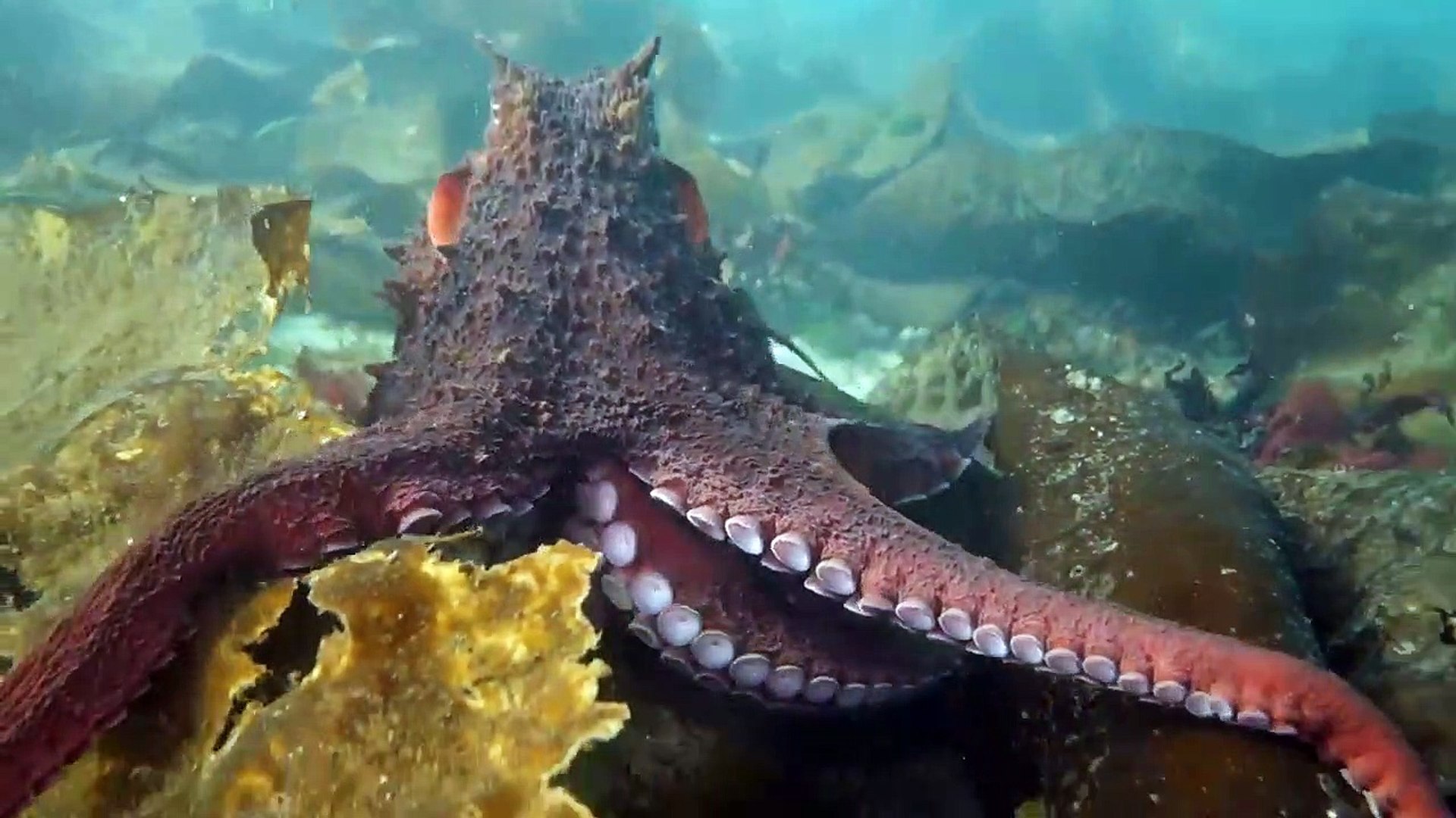 Polvo abraça mergulhador, image size:1920x1080