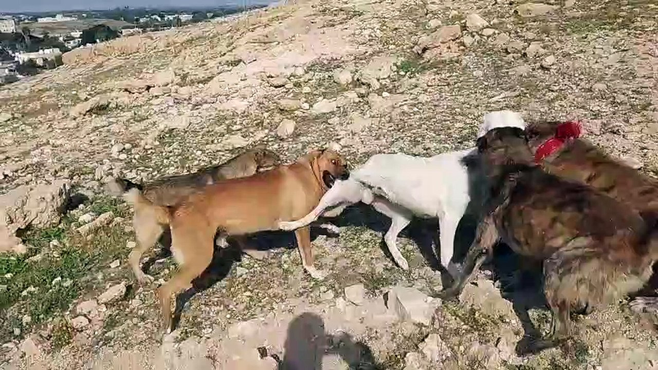 Snaptik_7086413608040598786_tiktok