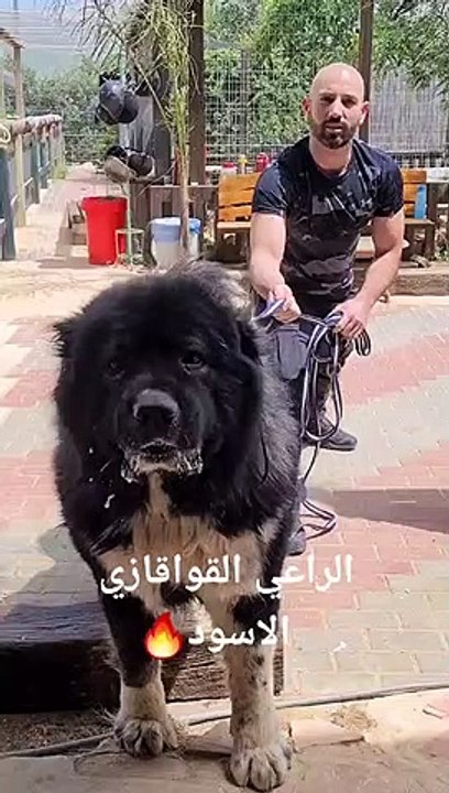 Snaptik_7093566589609528578_tiktok