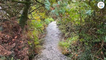 Video Appeal for More Ukraine Host Families in Devon