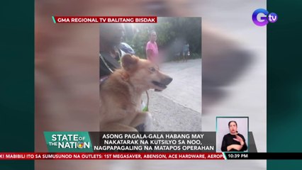 Asong pagala-gala habang may nakatarak na kutsilyo sa noo, nagpapagaling na matapos operahan | SONA