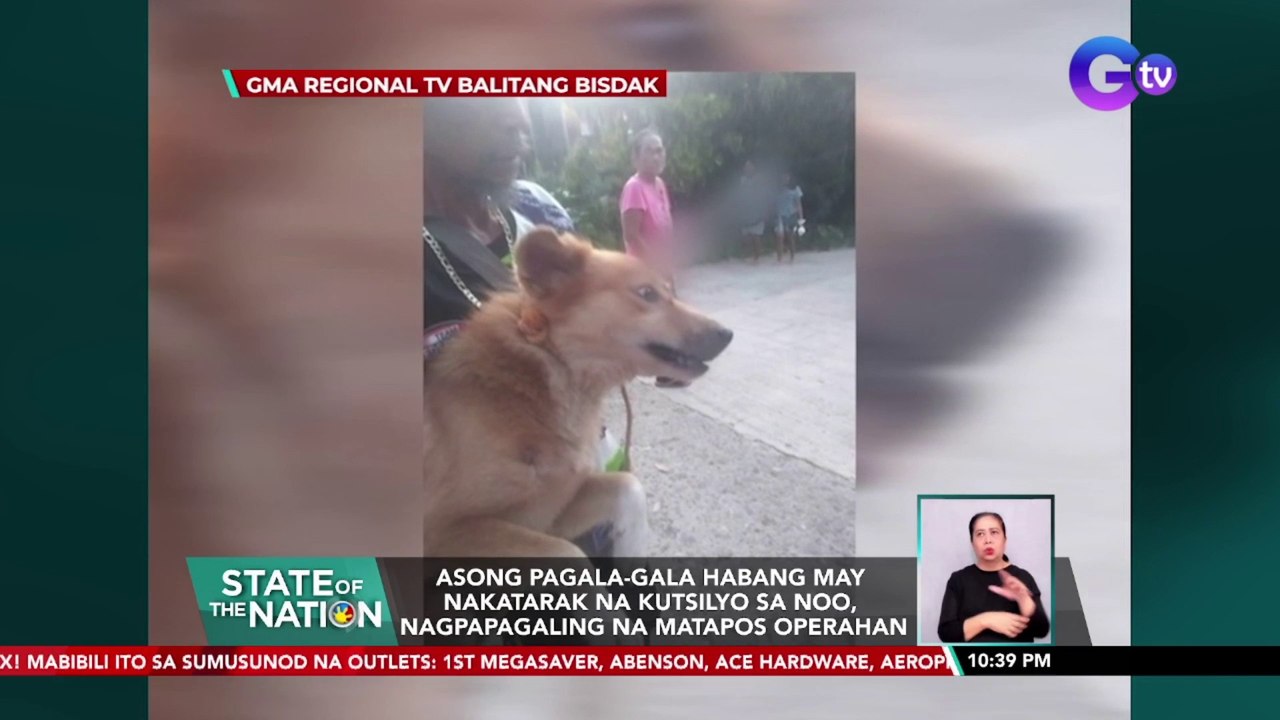 Asong pagala-gala habang may nakatarak na kutsilyo sa noo, nagpapagaling na matapos operahan | SONA