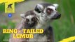 EXTINCT RING -TAILED LEMUR NOW DOUBLES IN POPULATION  | WELLINGTON ZOO |   NEWZEALAND