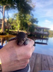 Rescued Baby Squirrel