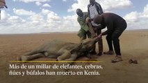 Cientos de elefantes mueren en Kenia por culpa de la sequía