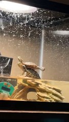 Turtles Do Yoga on Basking Rock