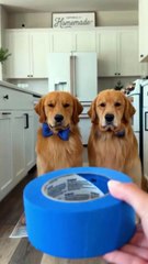 Todd and Tucker will do anything for steak 