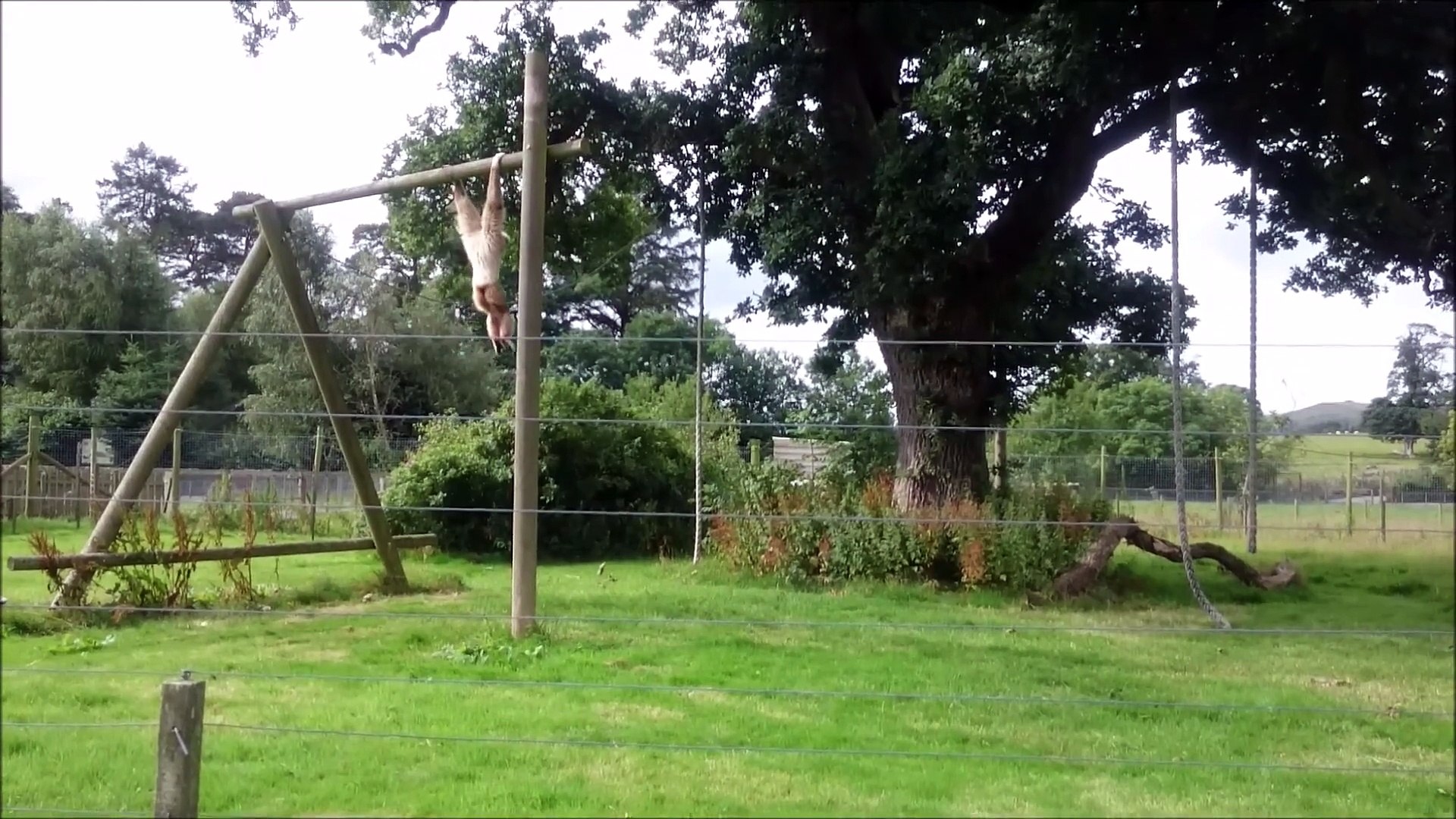 ⁣Gibbon freaks out over hedgehog