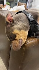 Brick the Bully Dog Rips Couch Apart