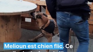 Melioun, chien flic à Lyon