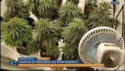 Plantio do maconha é apreendido dentro de apartamento em Cariacica