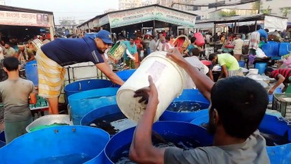 Fish and Fish- Full Fresh Fish Video